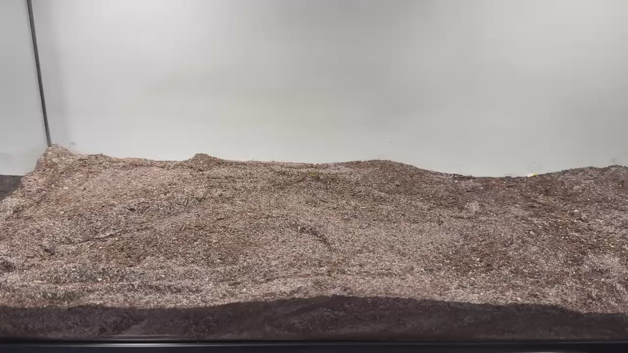 Demonstration of placing leopard gecko underground cave in habitat