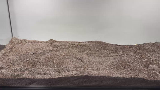 Demonstration of placing leopard gecko underground cave in habitat
