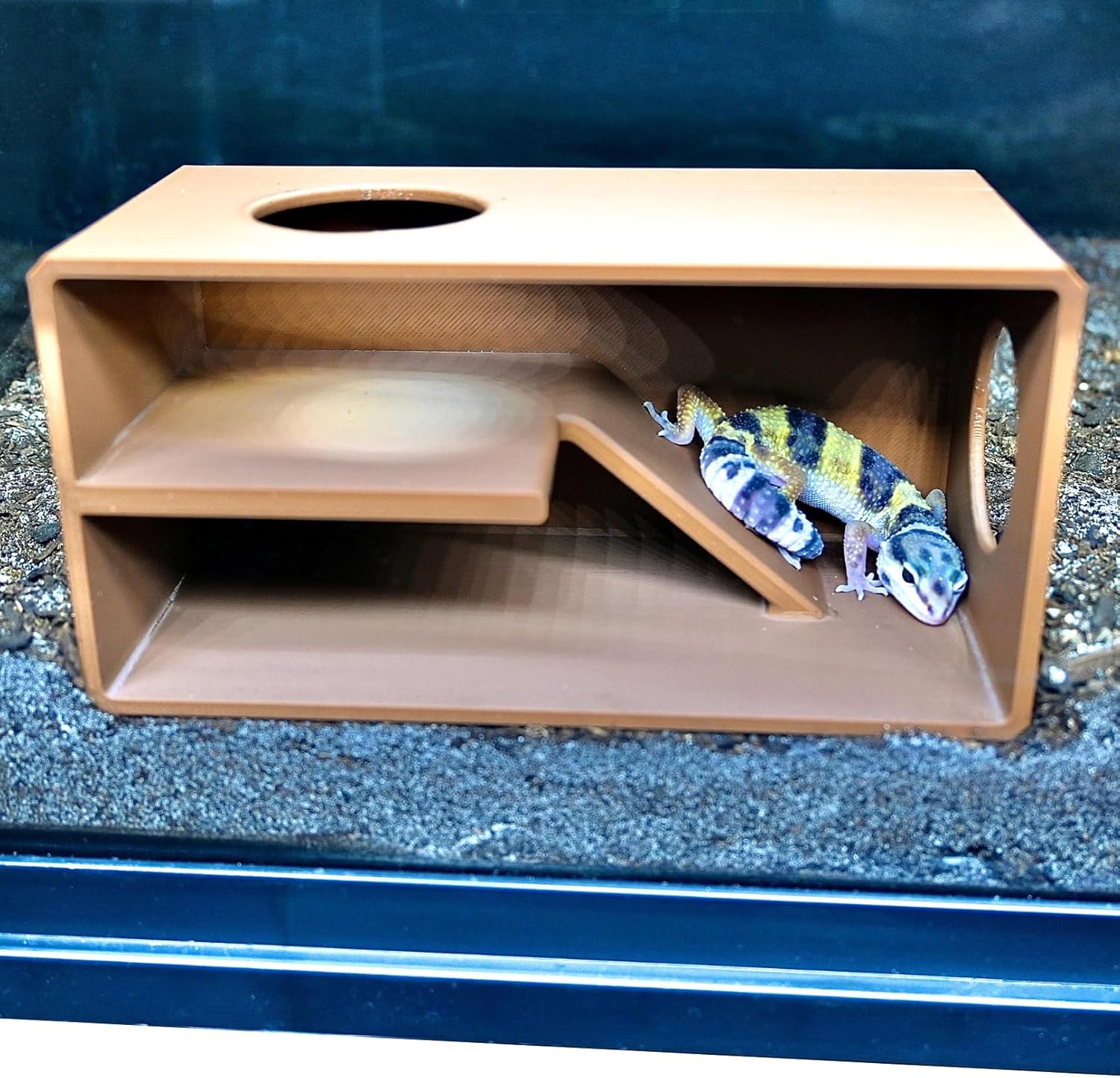 Leopard gecko climbing down the reptile against glass viewing cave. Provides enrichment to the reptile.