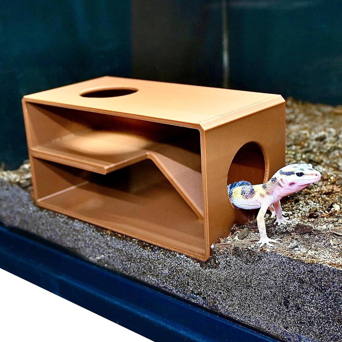 Leopard gecko climbing out of the reptile against glass viewing cave. Provide a sense of security and safety for reptiles.