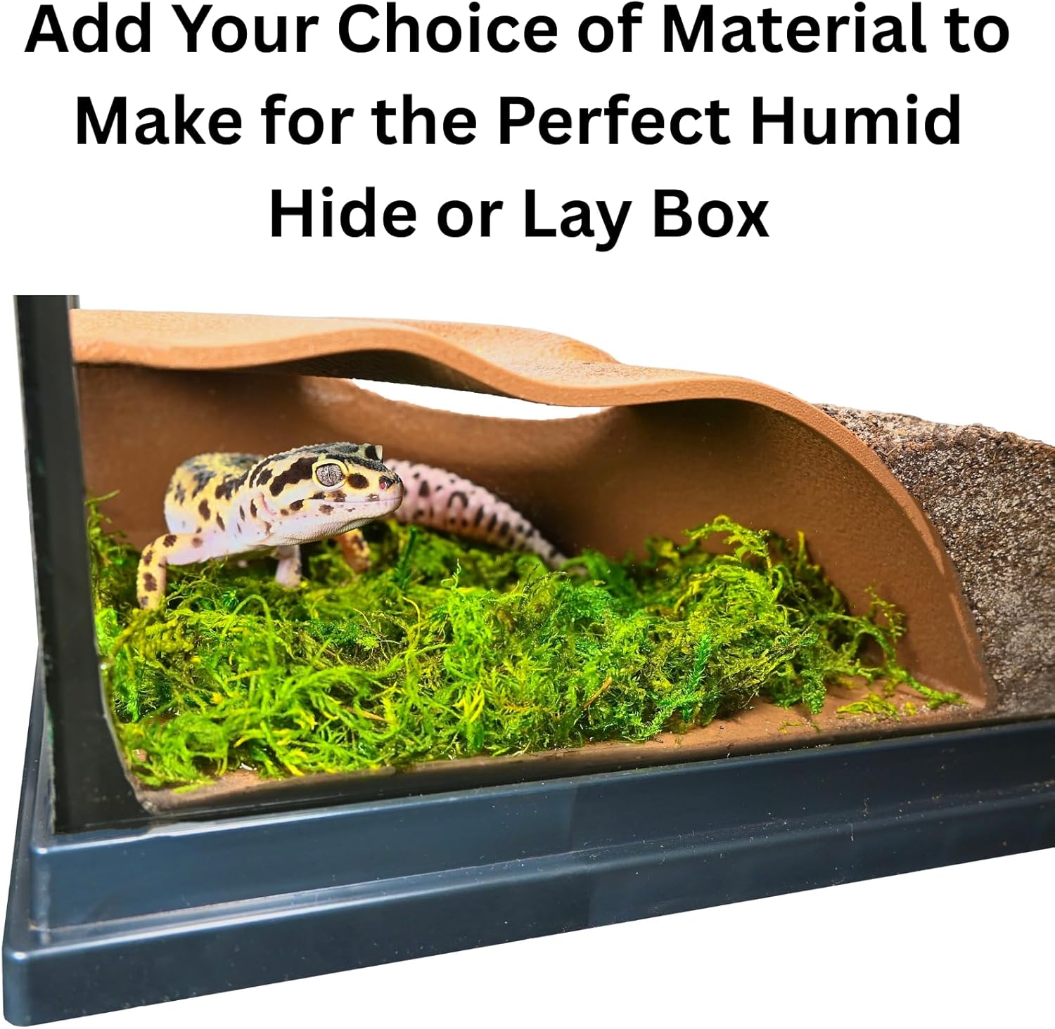Reptile hideout with a leopard gecko inside and with moss making it the perfect humid hide or lay box for reptiles.