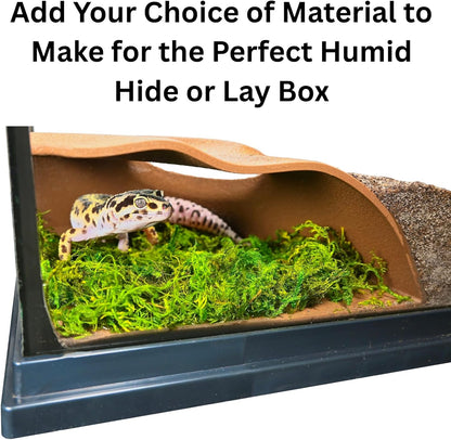 Reptile hideout with a leopard gecko inside and with moss making it the perfect humid hide or lay box for reptiles.
