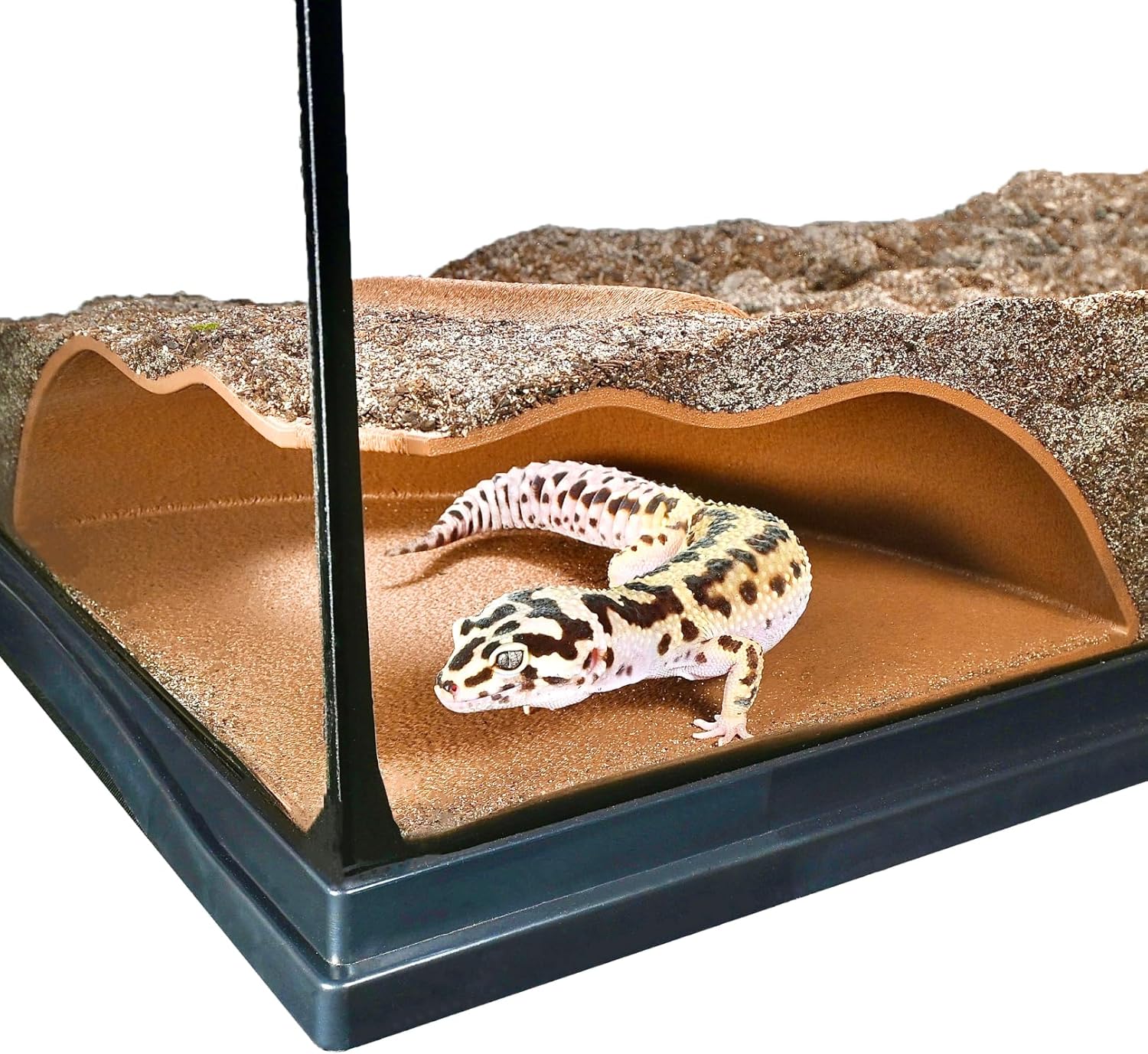 Leopard gecko inside reptile corner underground cave. 