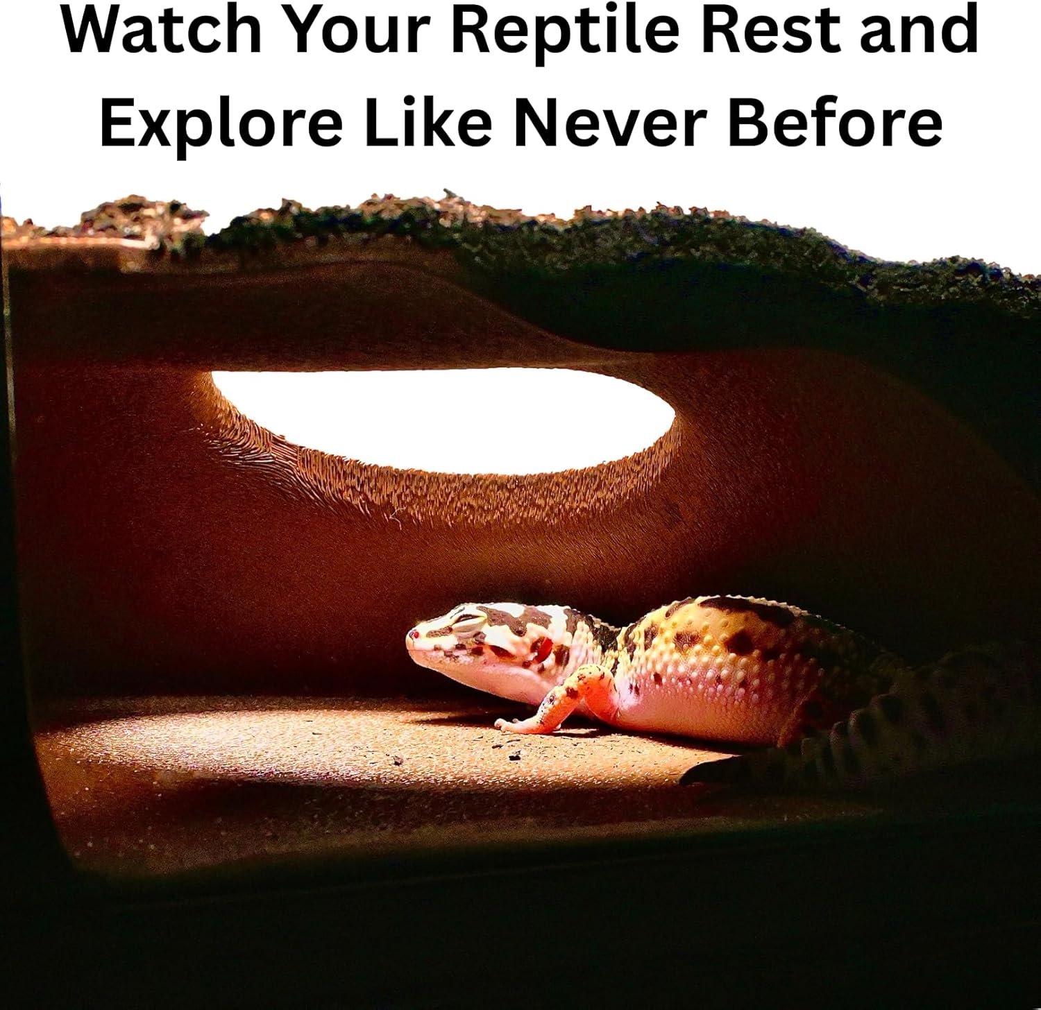 Leopard gecko inside underground corner viewing cave. Watch your reptile rest and explore.