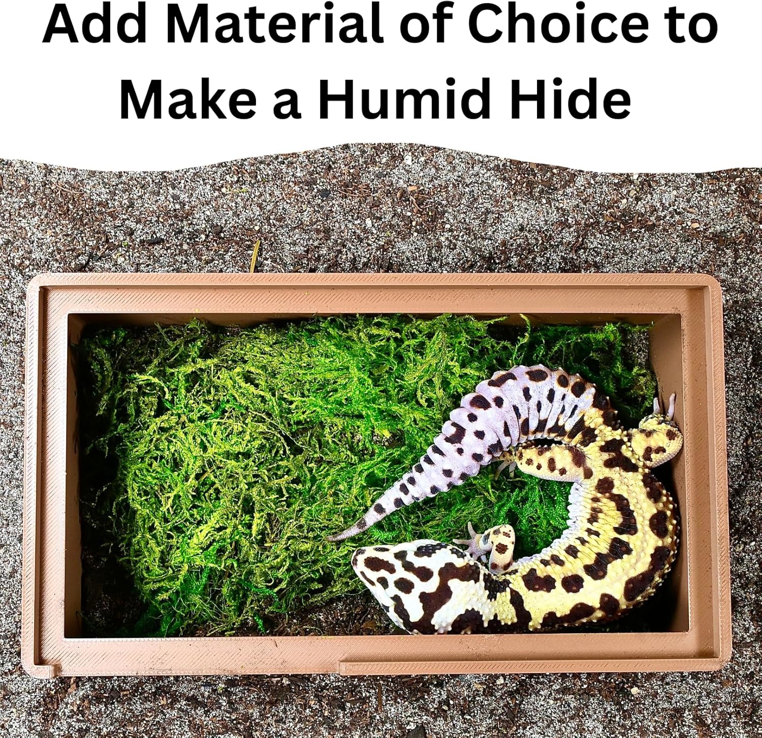Leopard gecko inside humid hide underground cave with green mossy substrate. 