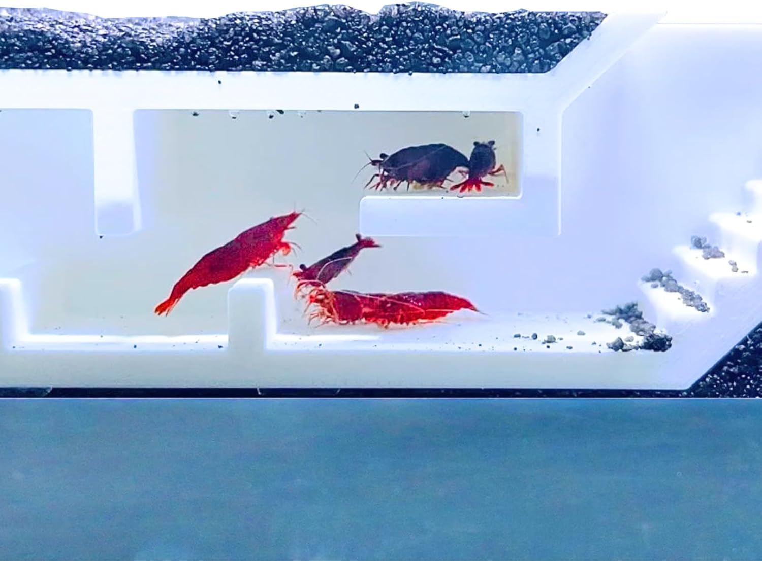 Colorful red shrimp swimming in the white shrimp underground maze tunnel. Provides enrichment for shrimp.