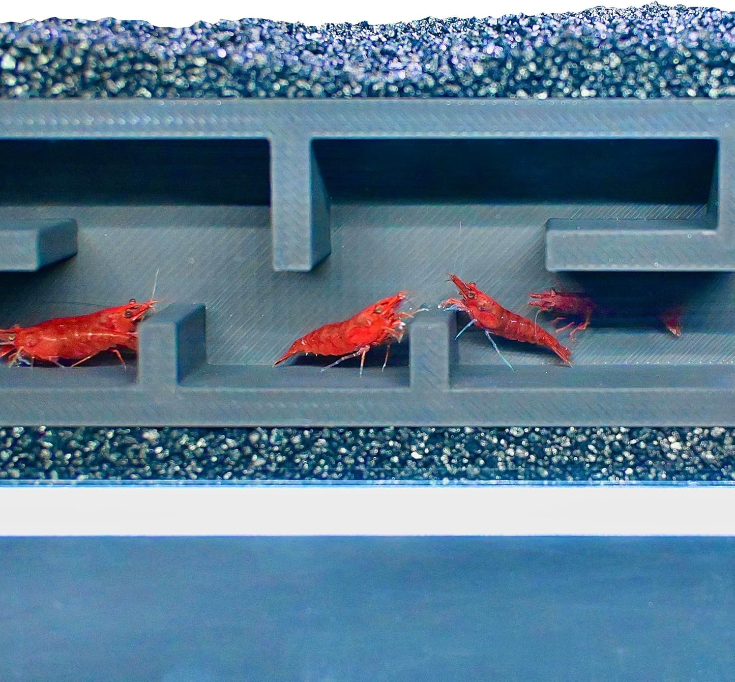 Colorful red shrimp swimming in the shrimp underground maze tunnel. Provides enrichment for shrimp.