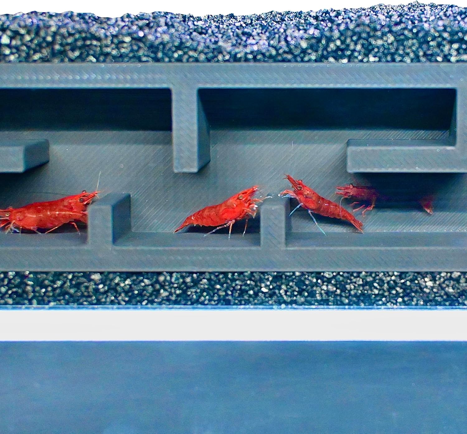 Colorful red shrimp swimming in the shrimp underground maze tunnel. Provides enrichment for shrimp.