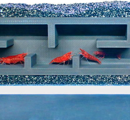 Colorful red shrimp swimming in the shrimp underground maze tunnel. Provides enrichment for shrimp.