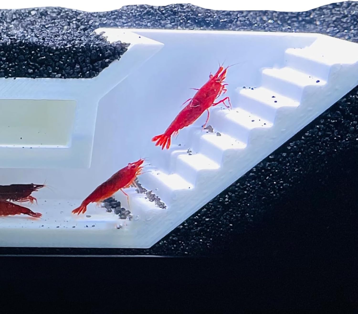 Two red shrimp climbing out of the white shrimp maze underground tunnel.