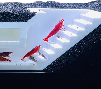 Two red shrimp climbing out of the white shrimp maze underground tunnel.