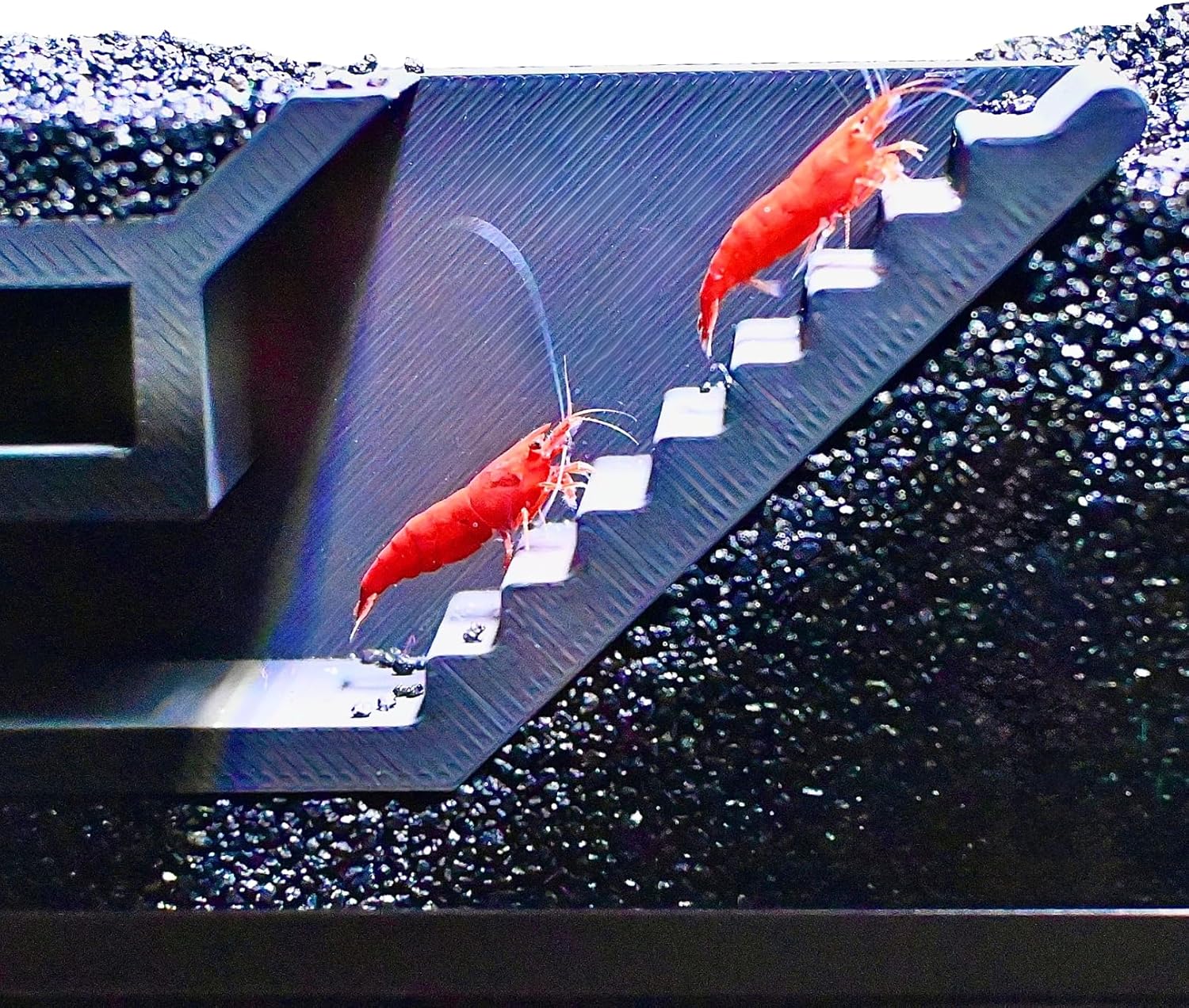 Two red shrimp climbing out of the shrimp maze underground tunnel.