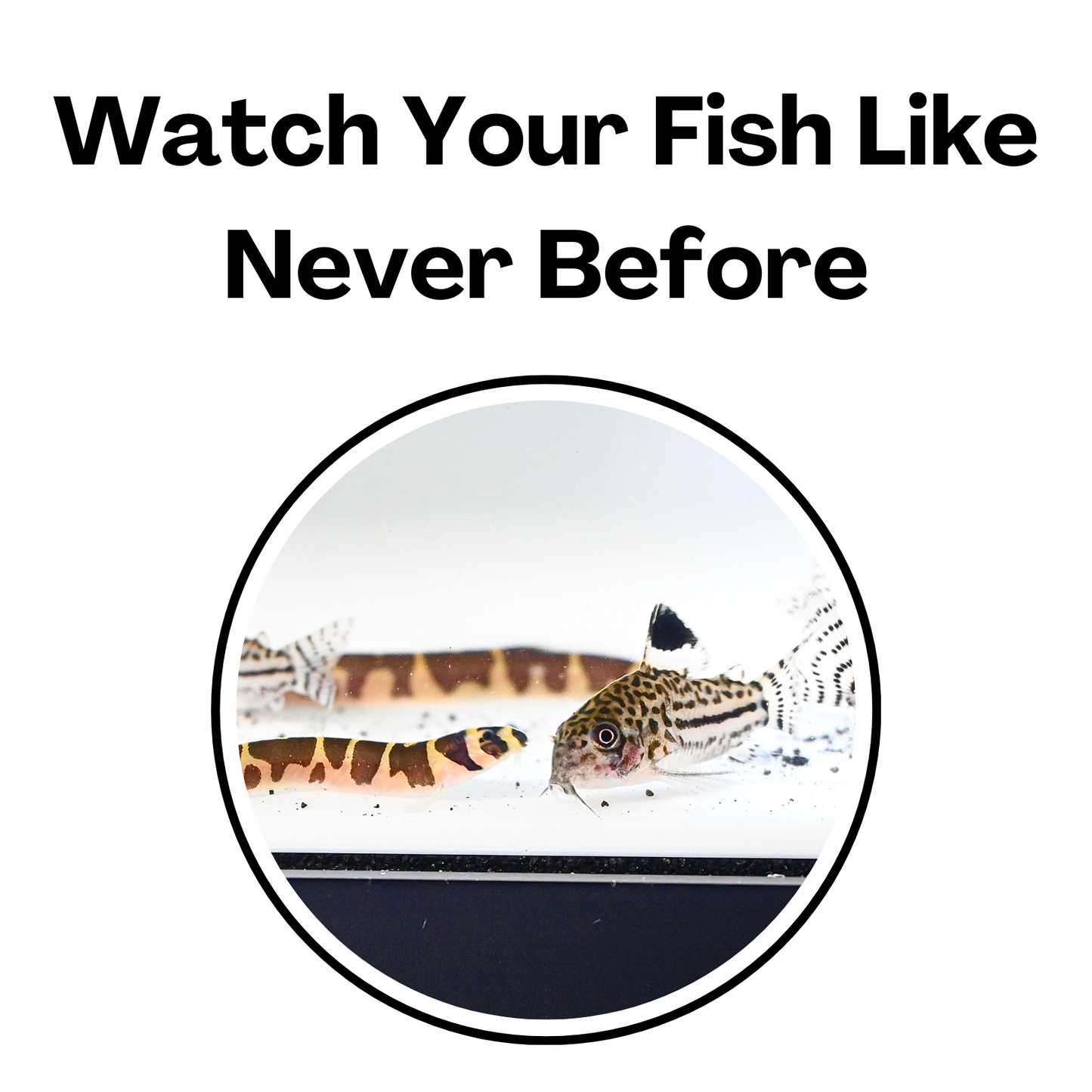 Kuhli loach up close to show how the improved viewing experience is with the white fish tank tunnel