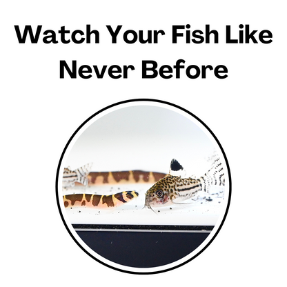 Kuhli loach up close to show how the improved viewing experience is with the white fish tank tunnel