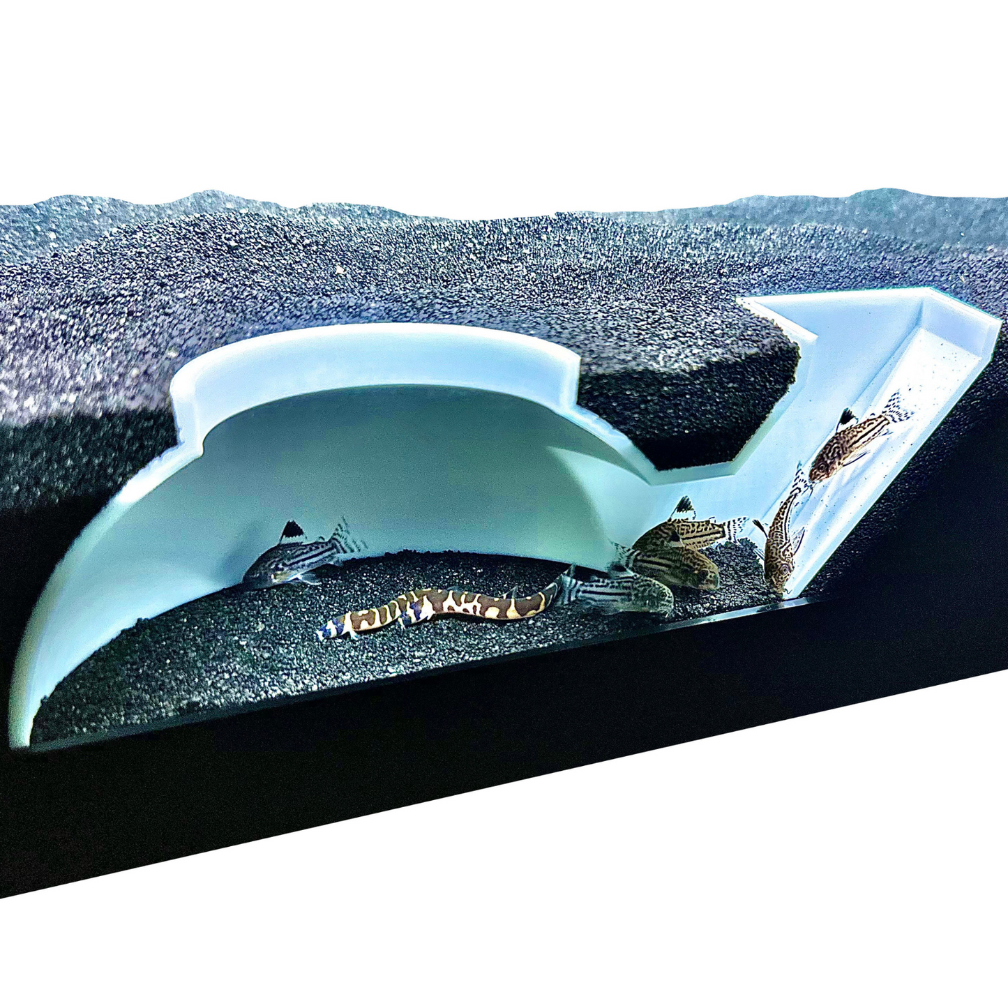 Aquarium white underground dome tunnel cave with kuhli loaches and cory catfish swimming in and out of it.